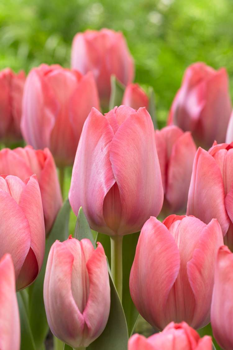 Tulpan 'Design Impression'